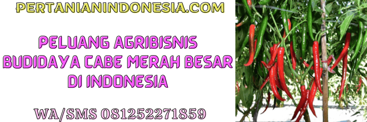 peluang,agrobisnis,budidaya,cabe merah besar,pertanian indonesia
